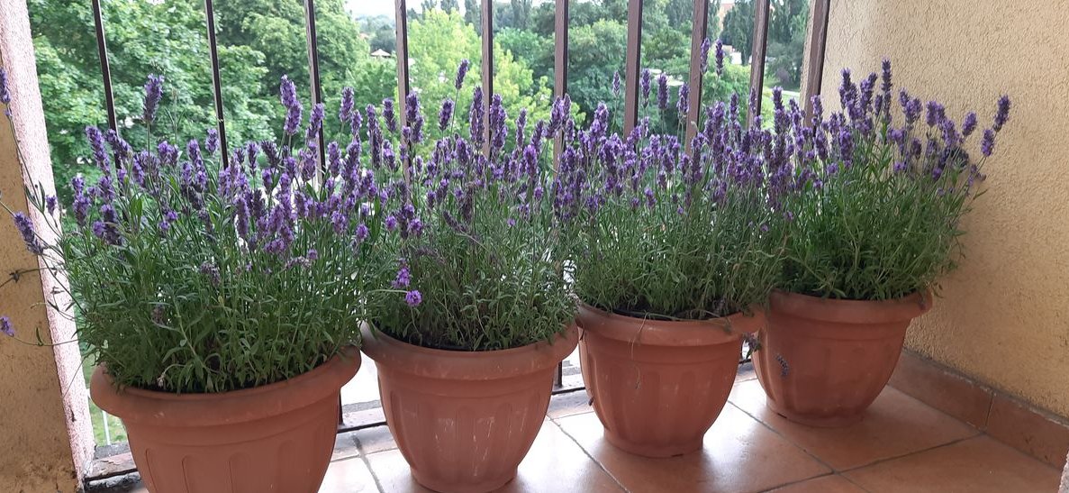 SPRZEDAM: Mieszkanie 48 m² Szczecin Pomorzany (BEZ POŚREDNIKÓW)