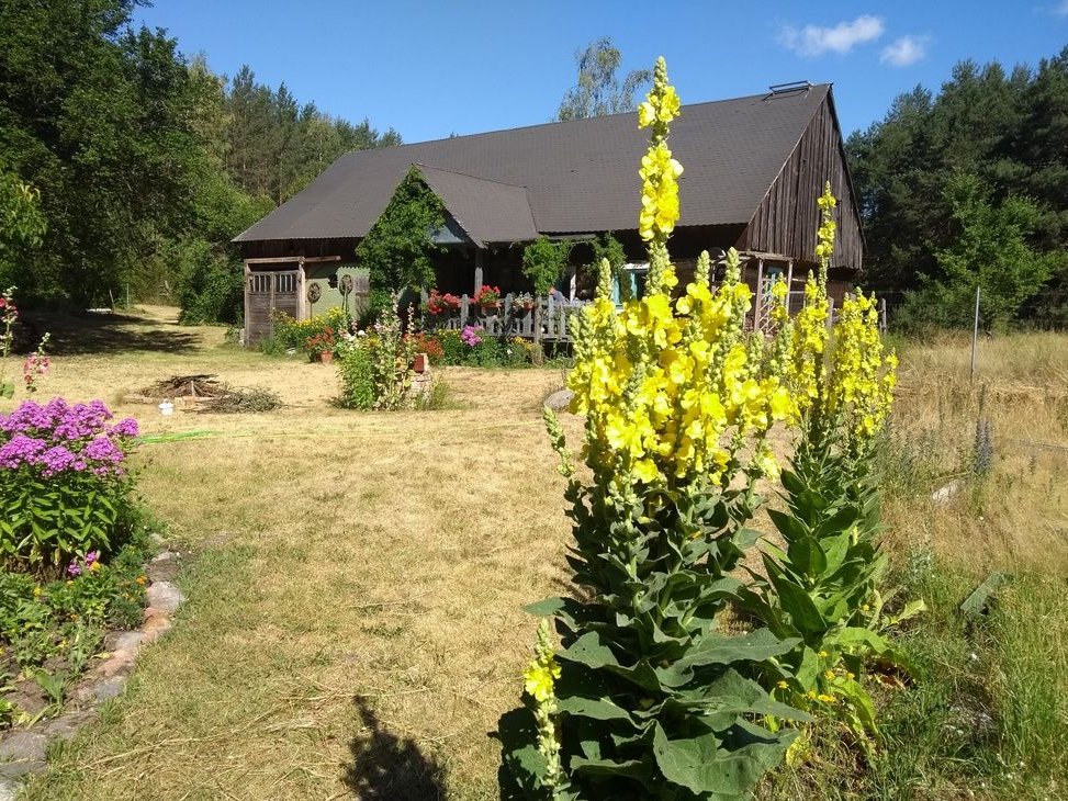 Klimatyczny drewniany dom w lesie